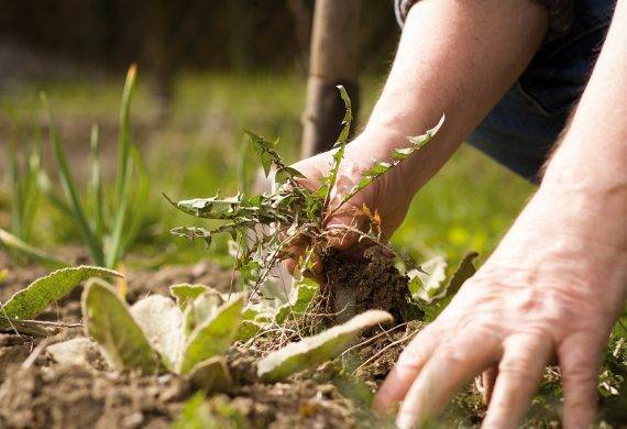 Re-turfing Abingdon