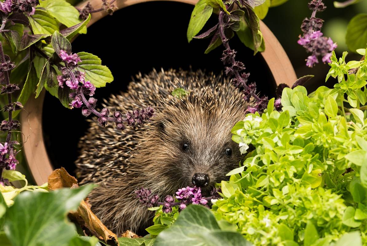 Garden Design to Encourage Wildlife