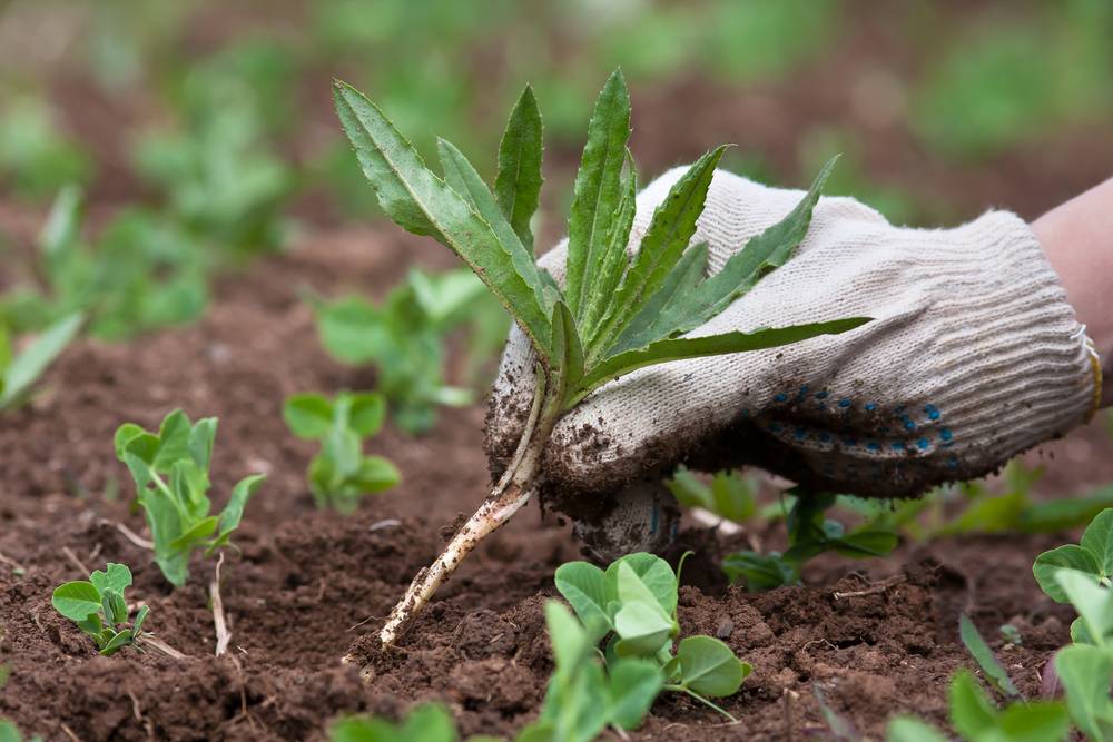 garden maintenance - weeding