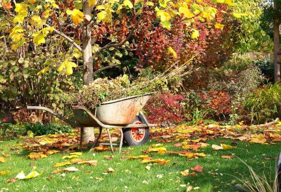 Autumn Garden