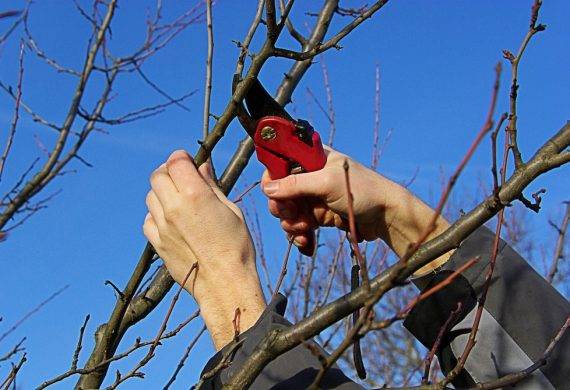 winter pruning