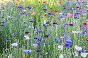 Abingdon's Landscape Gardening