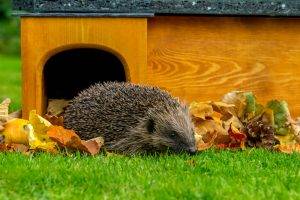 Wildlife-garden