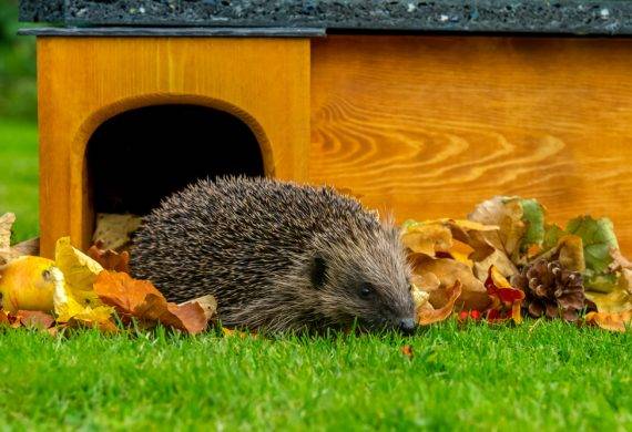 Wildlife garden