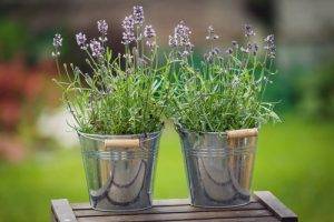 Heather Plants