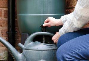 Water Butt Being Emptied Into A Watering Can