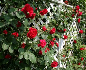 Allotment_trellis