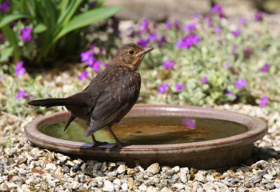 August-Bird-bath