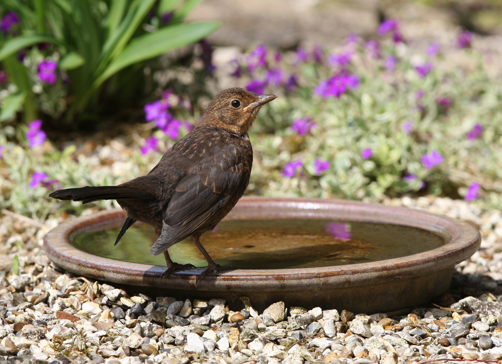 August-Bird-bath