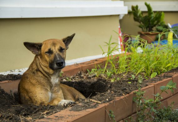 abingdons-dog-landscaping