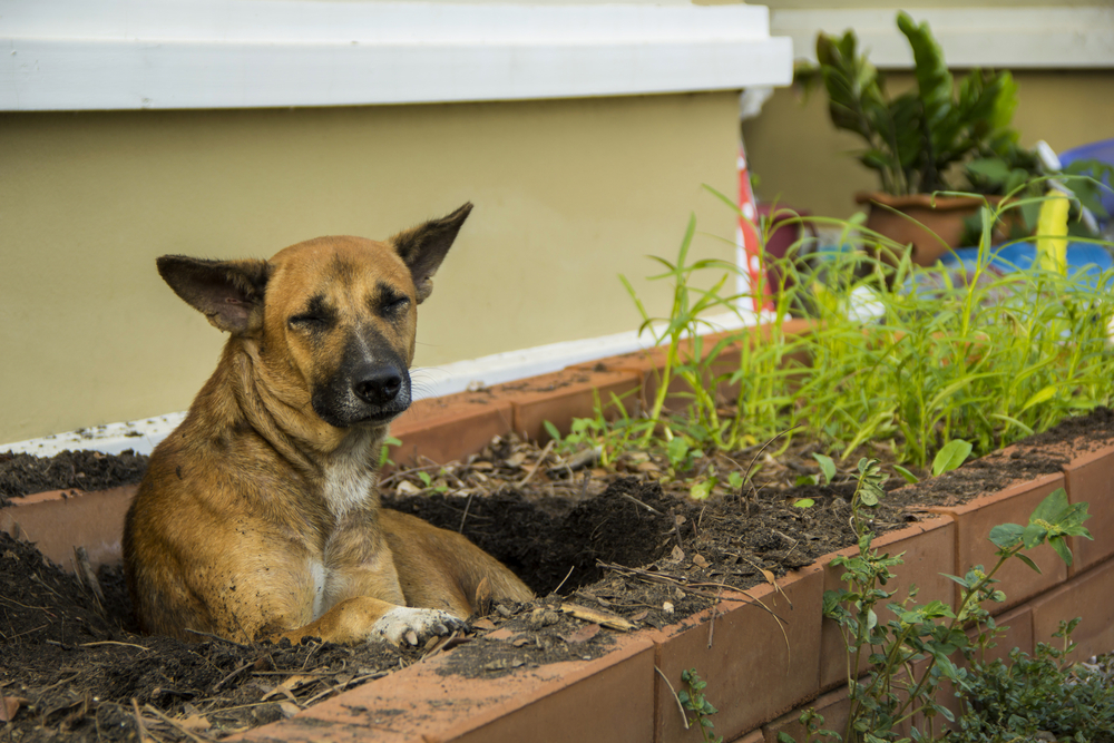 abingdons-dog-landscaping