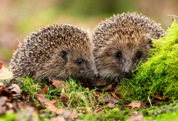 abingdons-winter-wildlife-care