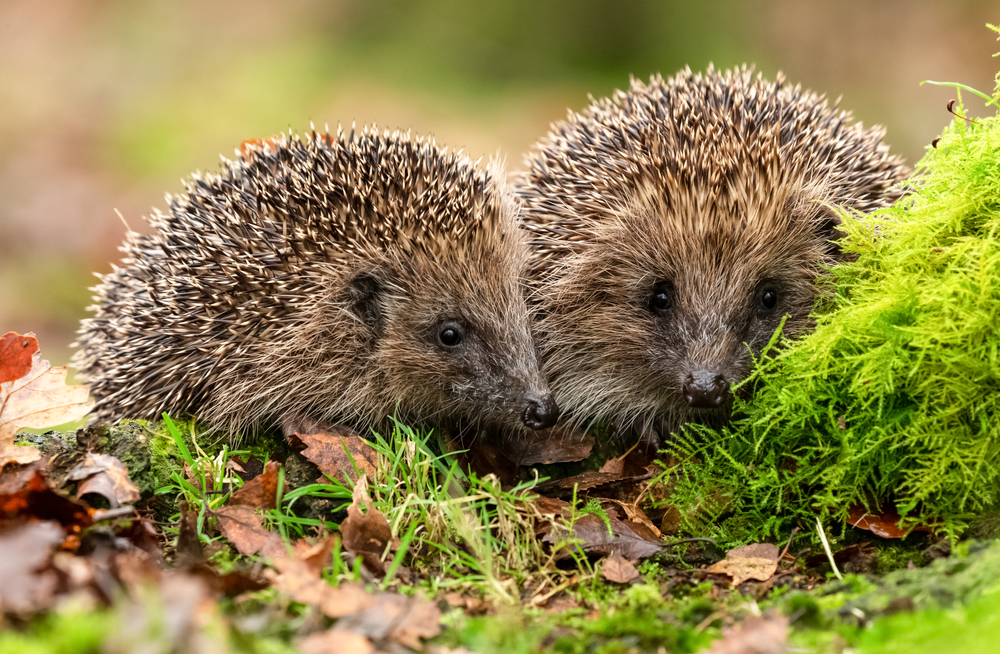 abingdons-winter-wildlife-care