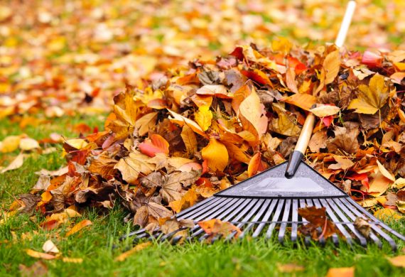 A garden rack dragging away yellow and brown leaves