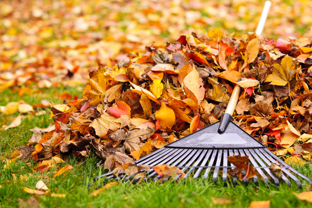 A garden rack dragging away yellow and brown leaves