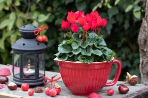 winter-hanging-cyclamen