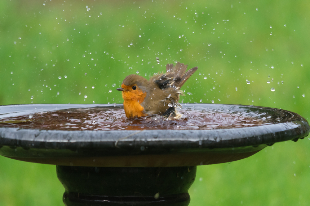 bird-riendly-garden