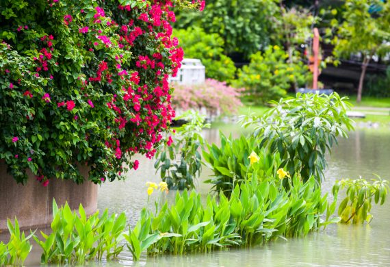 flooded-gardens