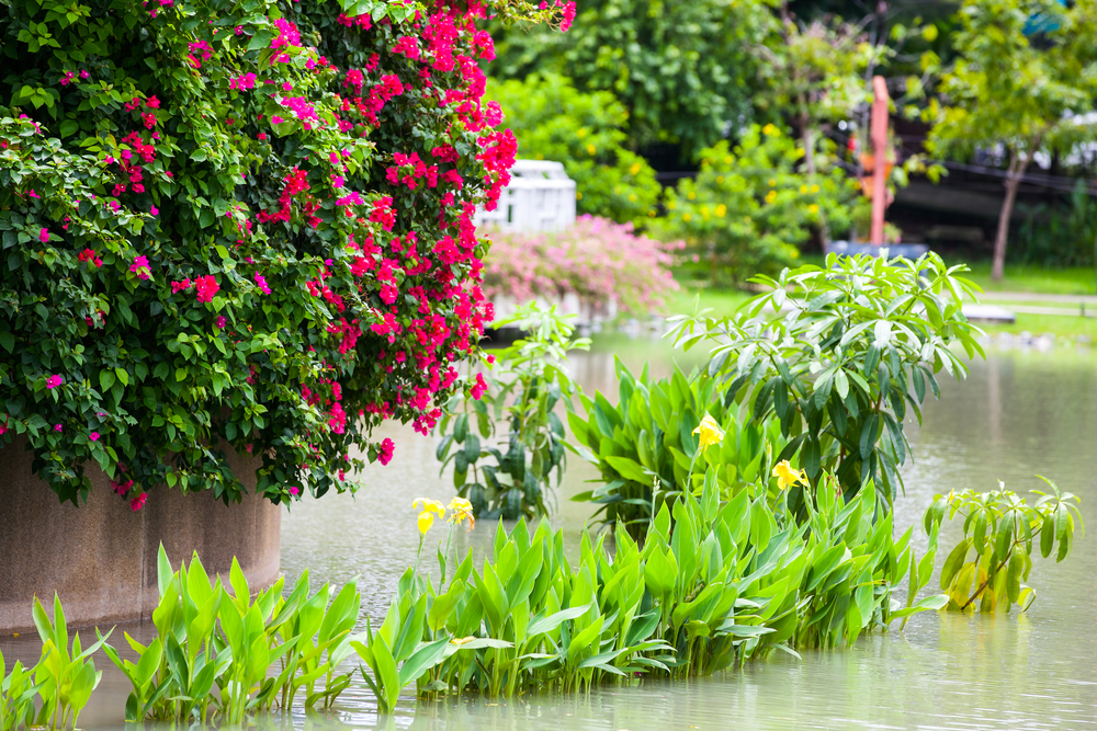 flooded-gardens