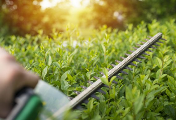 hedges-bushes-shrubs