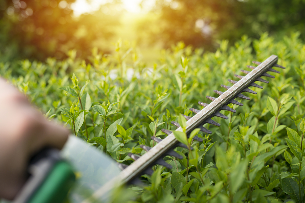 hedges-bushes-shrubs