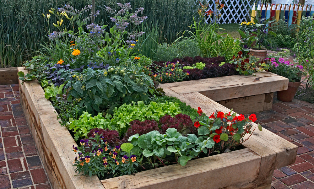 raised-flower-beds