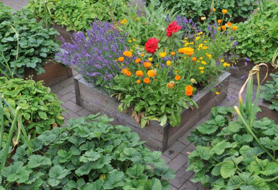 A Colourful and Vibrant Flower in July