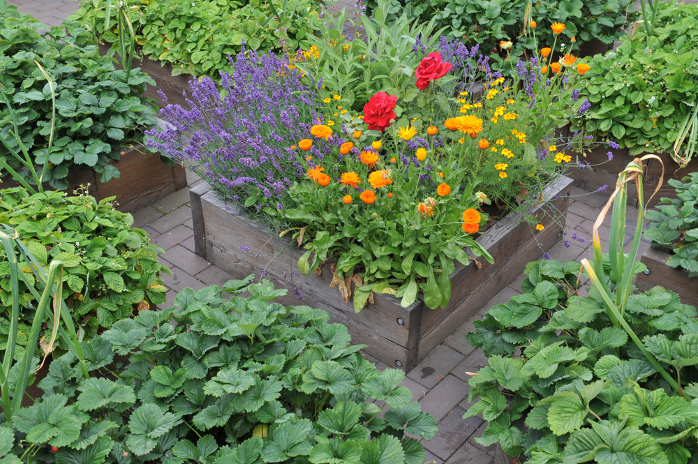 A Colourful and Vibrant Flower in July