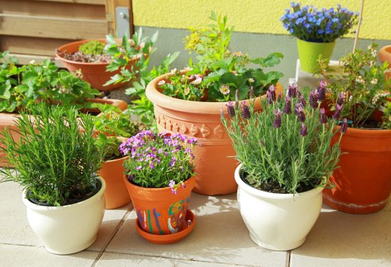 summer-potting-tips