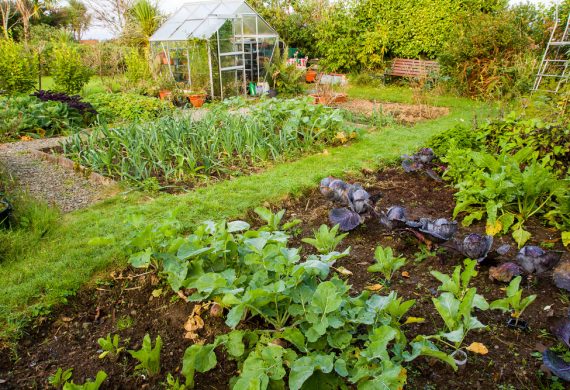 allotment-week