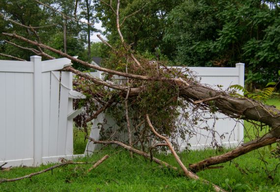 A tree which has blown into a fence after a storm.