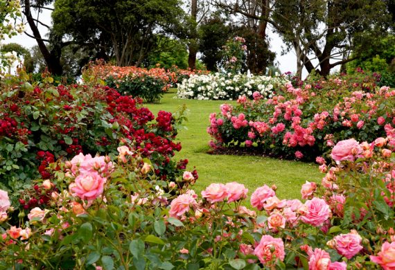 A Beautiful Rose Garden