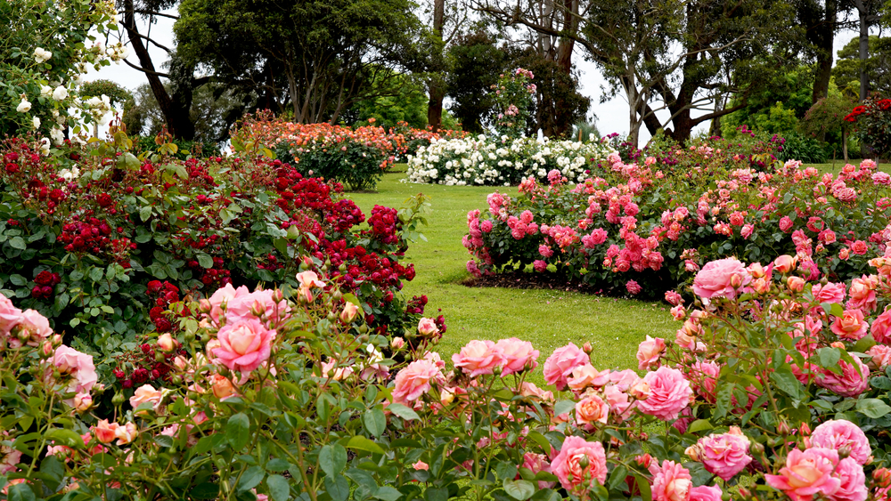 A Beautiful Rose Garden