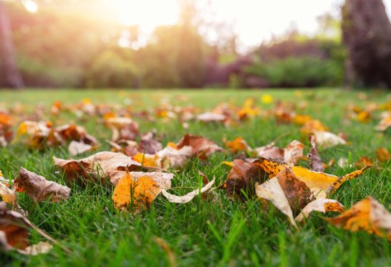 Delicate Brown Leave Decorating Freshly Cut Grass