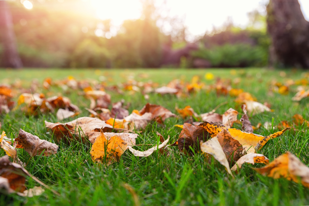 Delicate Brown Leave Decorating Freshly Cut Grass