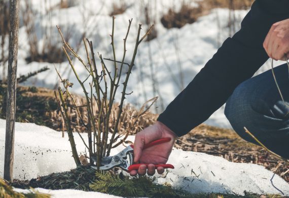 Tips on how to get your garden ready for winter