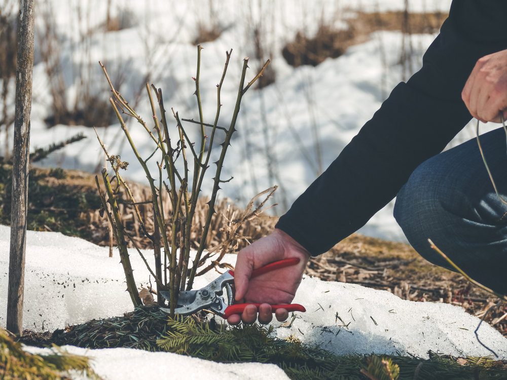 Tips on how to get your garden ready for winter