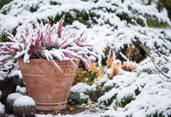 Snow Cover Plant in a Flower Pot