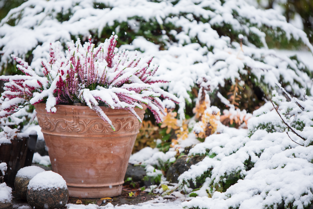 Snow Cover Plant in a Flower Pot