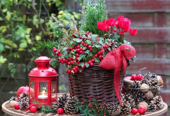 Christmas Garden Plants. A Beautiful Red Bouquet.