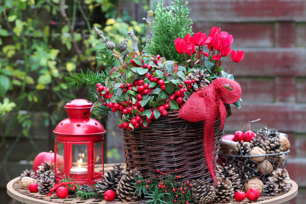 Christmas Garden Plants. A Beautiful Red Bouquet.