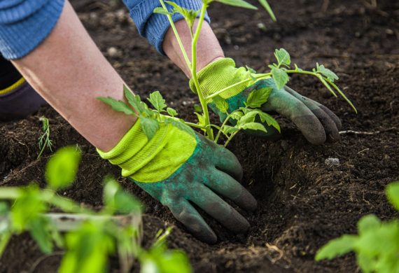 Gardner planting a flower in soil