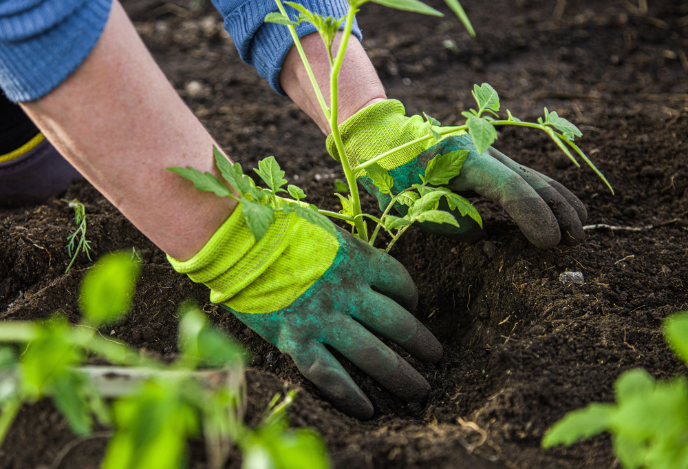 Gardner planting a flower in soil