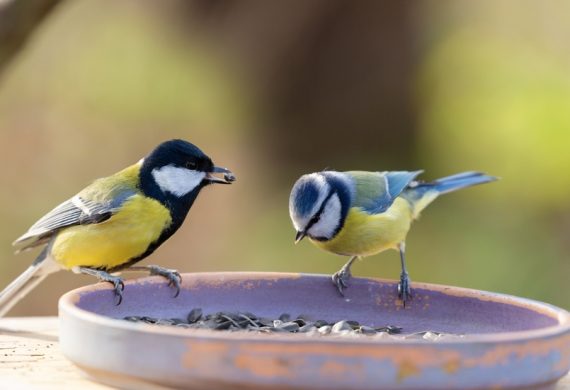 Two birds feeding from a feeder