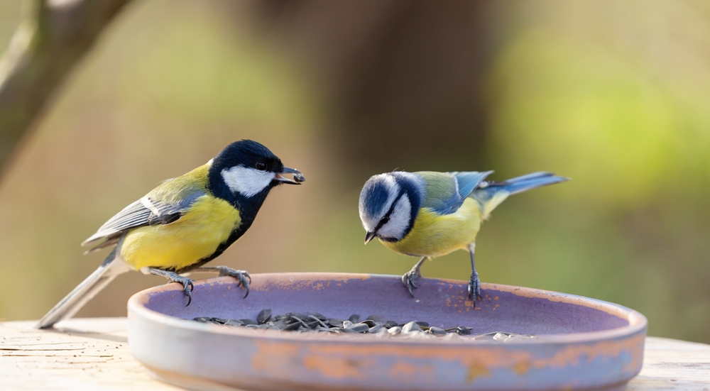 Two birds feeding from a feeder