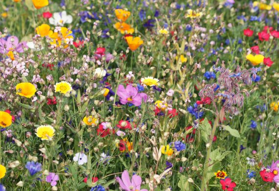 Low Maintenance Meadows