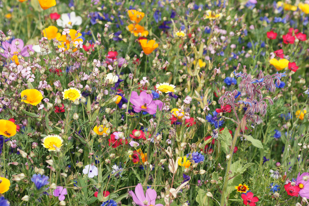 Low Maintenance Meadows