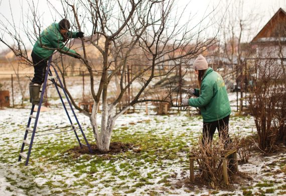 Garden in the Winter