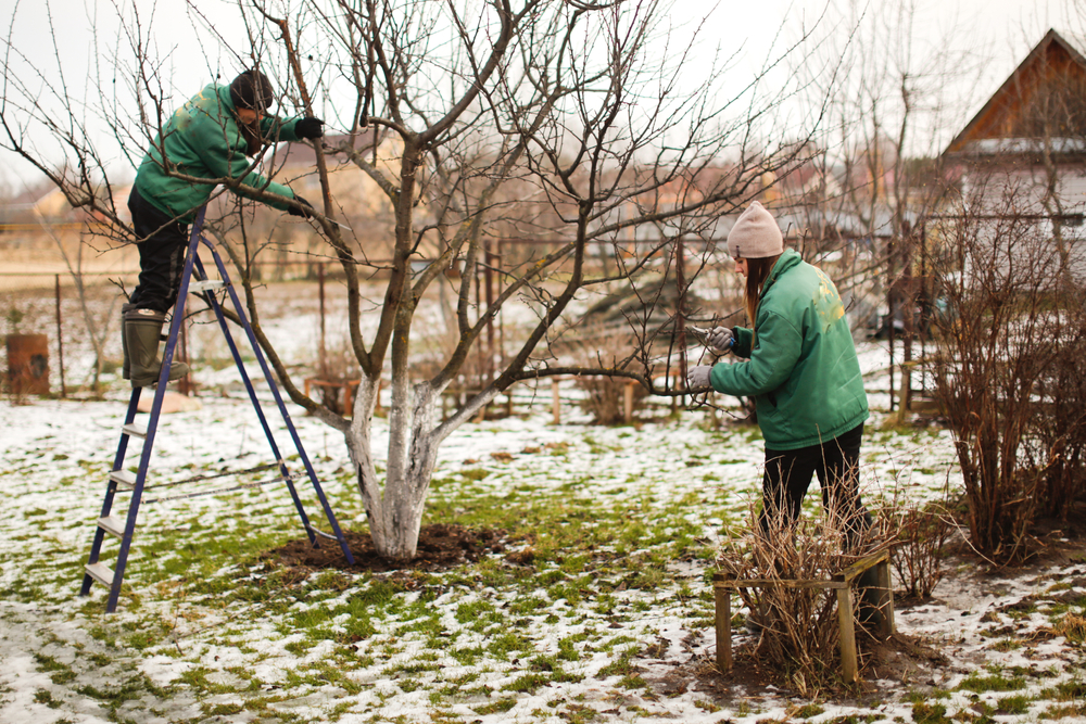 Garden in the Winter