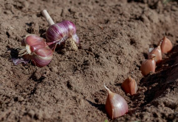 Planting Garlic